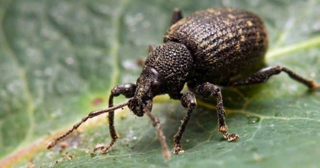 apple blossom beetle