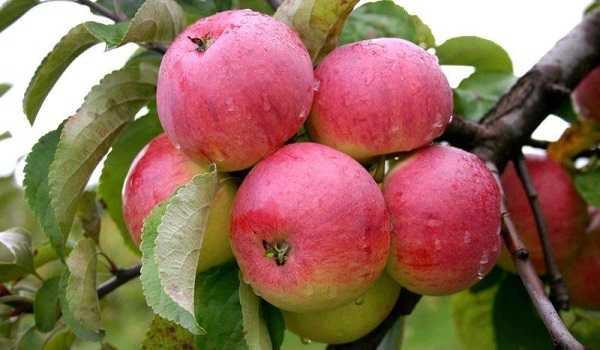 apple trees July Chernenko