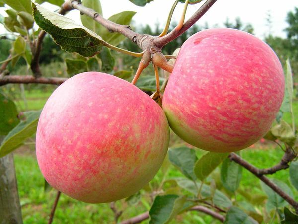 plantant una pomera a la regió de Moscou