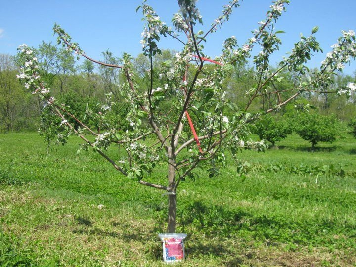 appelboom draagt ​​geen vrucht