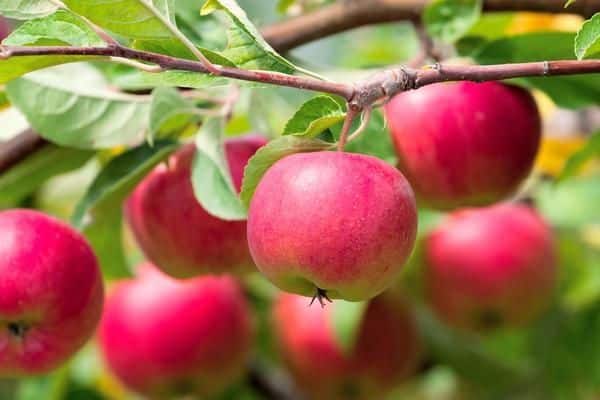 pomes a l'arbre