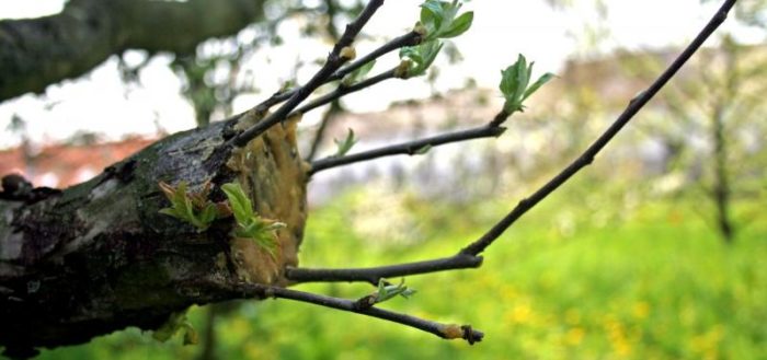 kanker van de appelboom