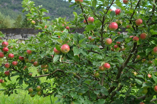 Reifung und Fruchtbildung