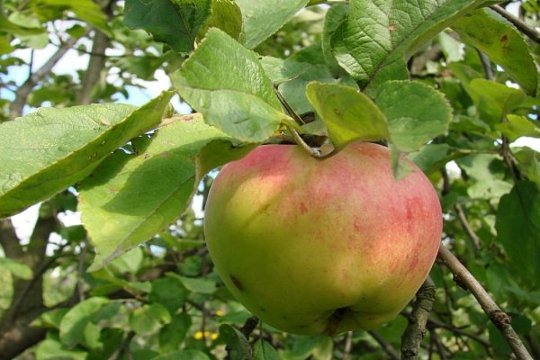 frutas dañadas