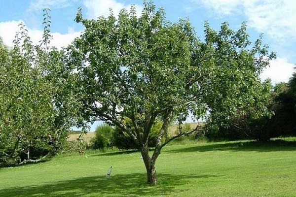 árbol maduro 