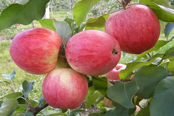 caractéristiques de la variété