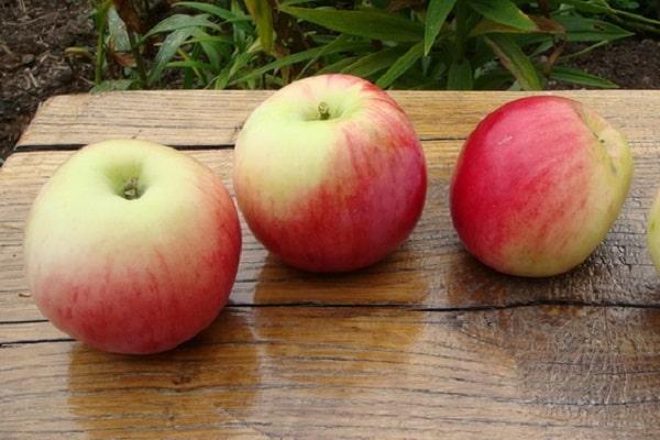 pommes sur la table 