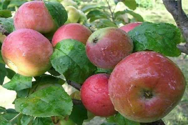 frutas depois da chuva 