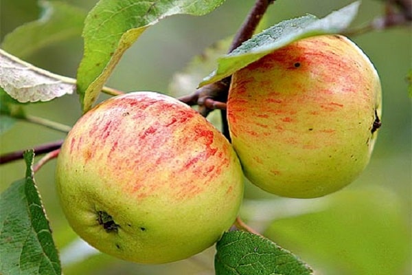 amadurecimento de frutos