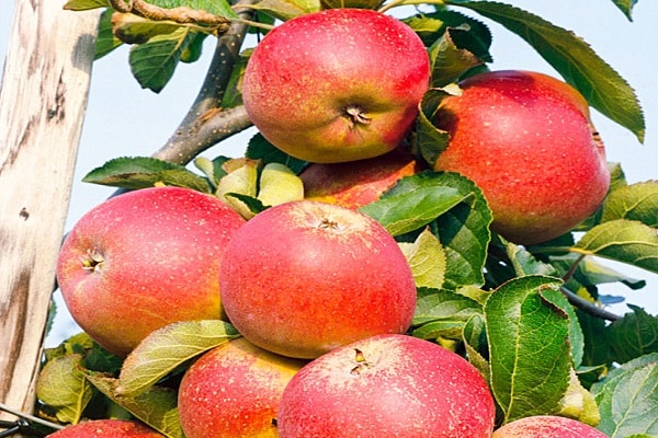 odrůdy jabloní