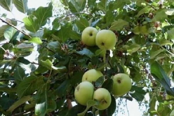 Descripción y características de la variedad de manzano Bessemyanka Michurinskaya, regiones de distribución y reseñas de jardineros.