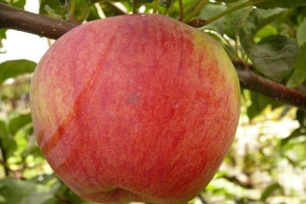 Popis a vlastnosti odrůdy jabloní Bessemyanka Michurinskaya, oblasti distribuce a recenze od zahradníků