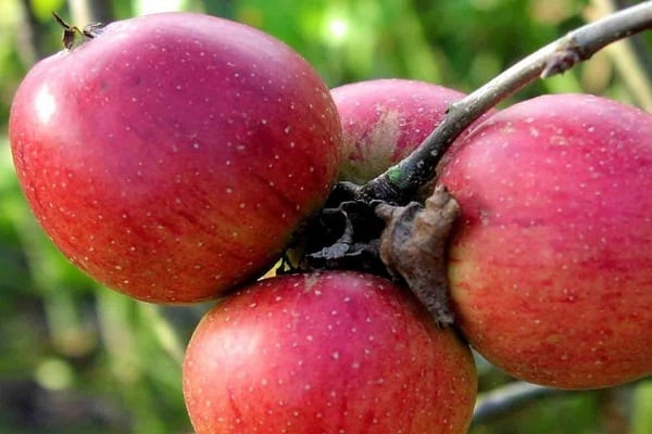 Descripción y características de la variedad de manzano Bessemyanka Michurinskaya, regiones de distribución y reseñas de jardineros.