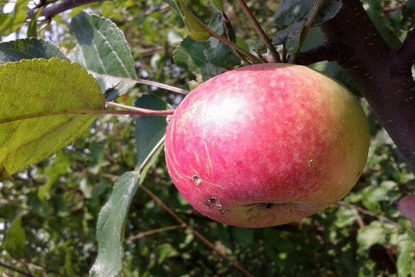 Popis a vlastnosti odrůdy jabloní Bessemyanka Michurinskaya, oblasti distribuce a recenze od zahradníků