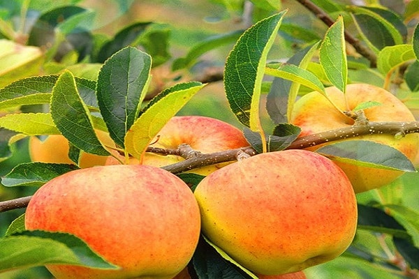 as frutas estão maduras 