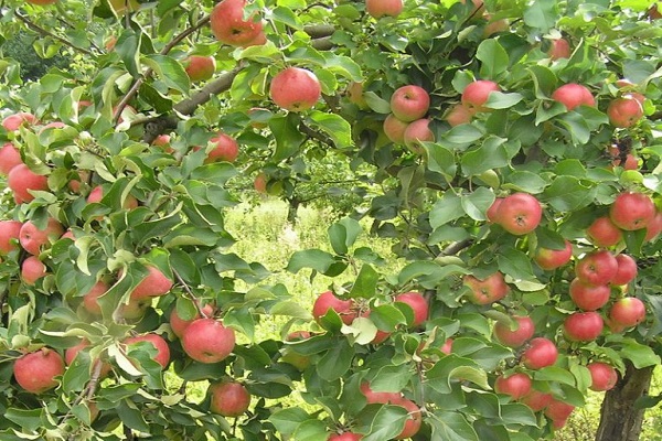 mesures agrotècniques