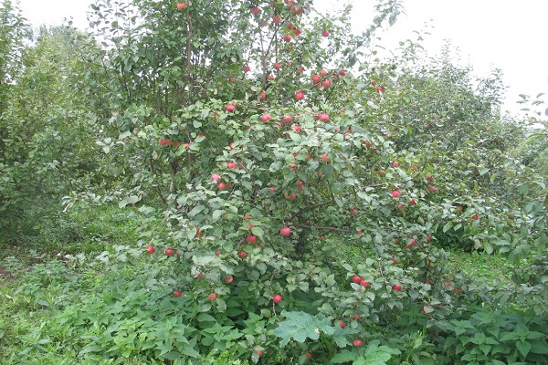 jardins de verão 