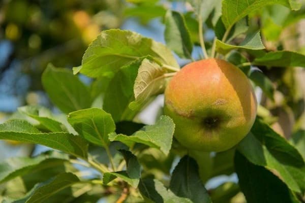 qualités des fruits