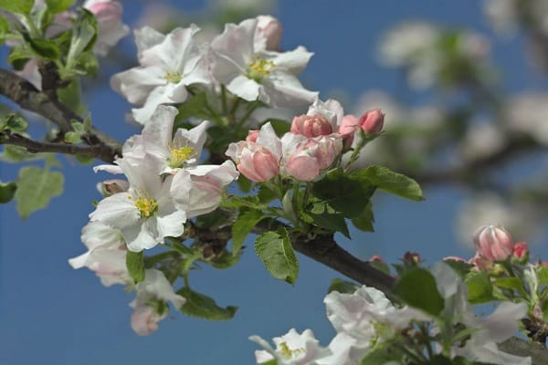 floraison blanche 