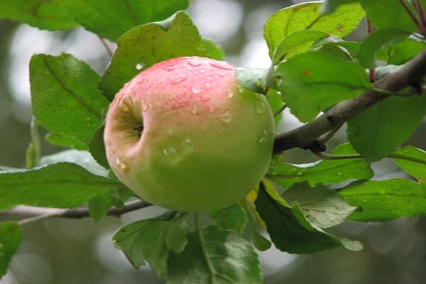 fruits en gouttes 