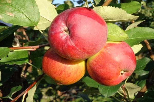 récolte de pommes