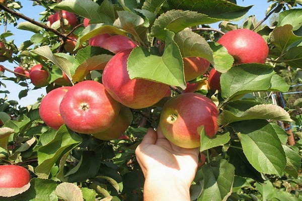 Bäume im Garten