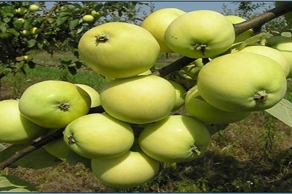 Besprühen Sie den Apfelbaum