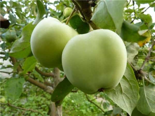 Früchte am Baum 