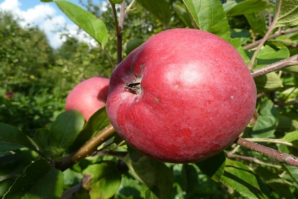 colheita de frutas