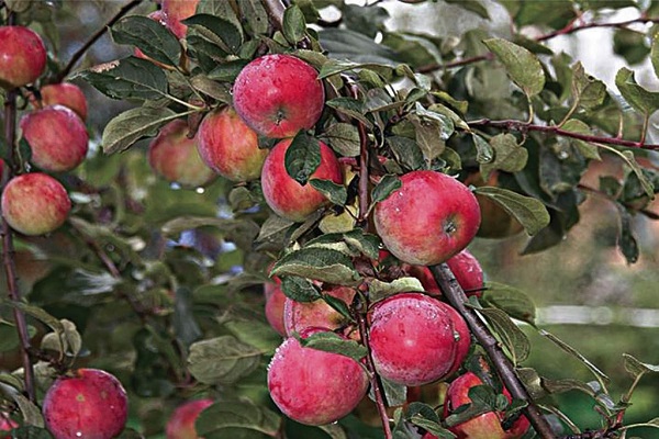 Resistència a les gelades de les pomeres