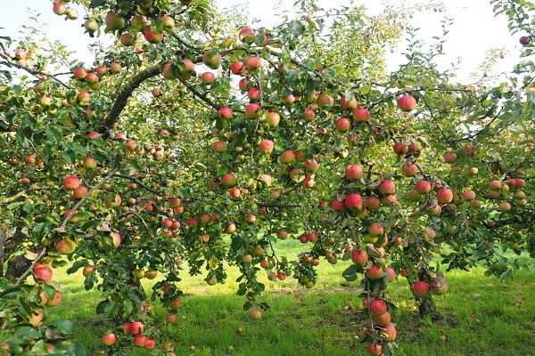 pomeres semi-cultivades