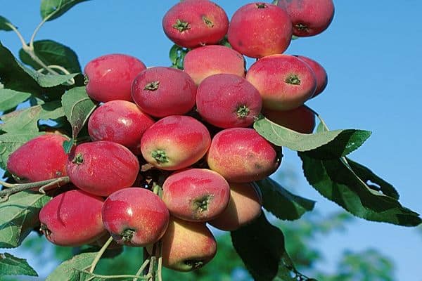 jablečné ovoce
