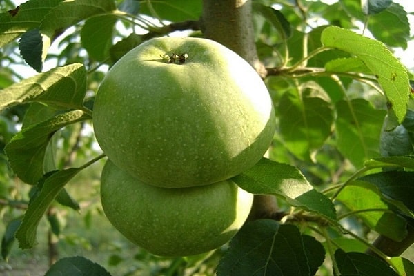 Einen Garten pflanzen