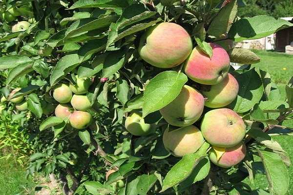 tipos de variedad