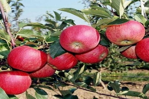 zorg voor de appelboom