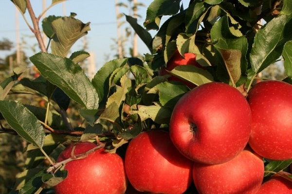 veel appelbomen 