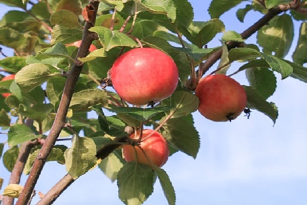 Apfelbaum Gorno-Altai