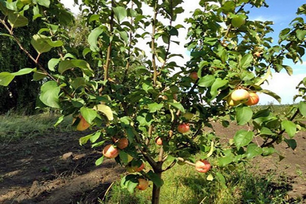 grüner Baum 