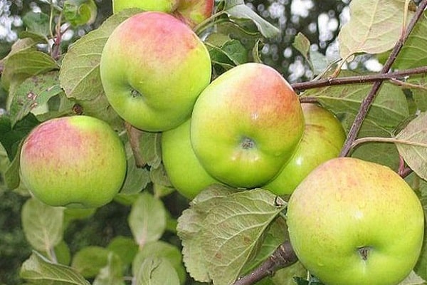 pomes en una branca 