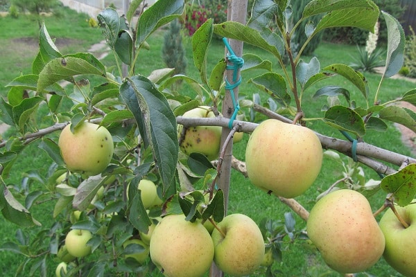 Häufigkeit der Fruchtbildung