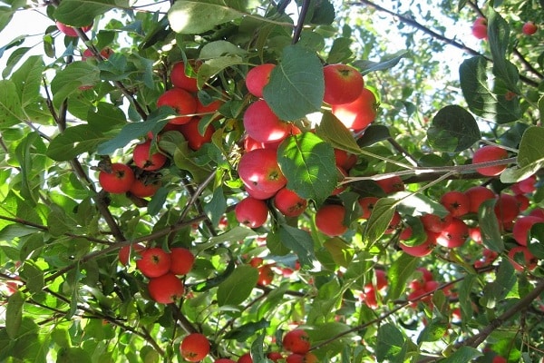 ripening and fruiting