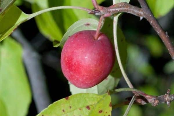 fruit quality