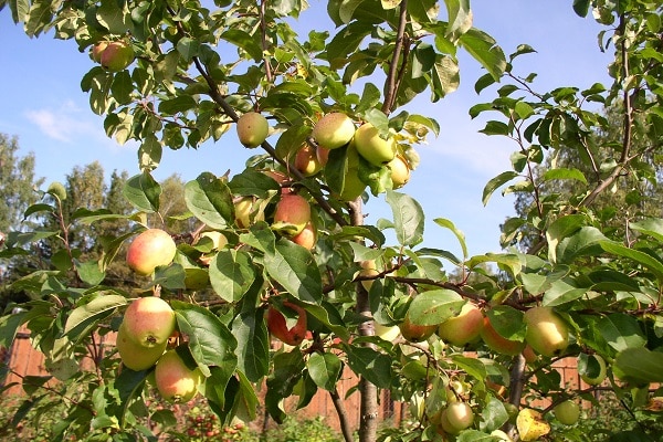 frühe Fruchtbildung