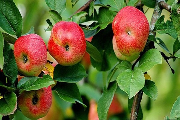 švestkový list jabloň 