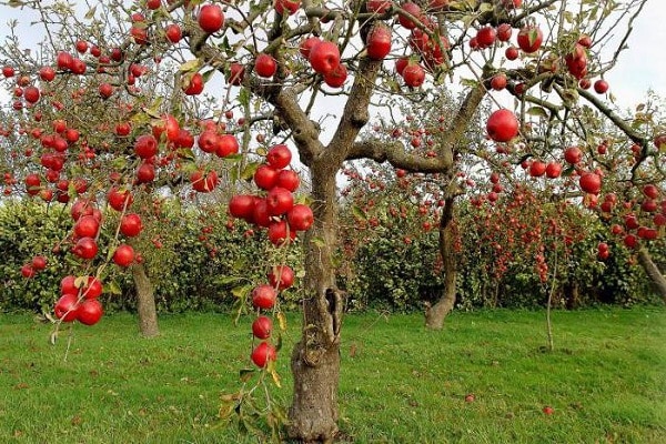 boom in de herfst 