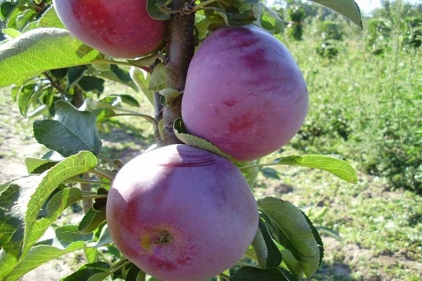 nourrir les arbres