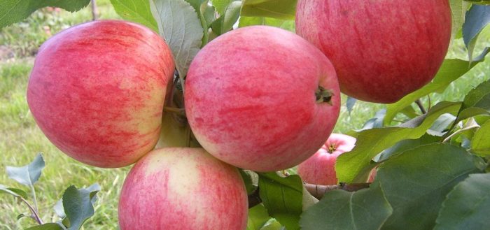 Apfelbaum Apfel gerettet