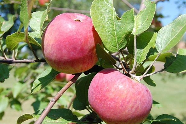 Die Früchte werden gelagert