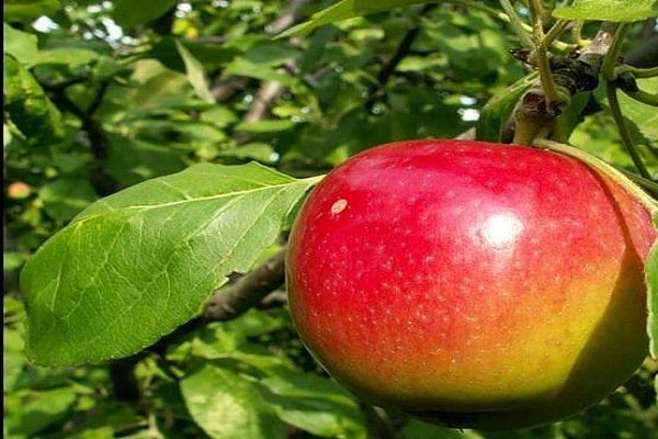 Quinti apple tree