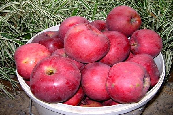 harvest bucket 